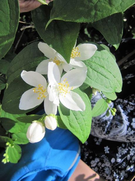 France - Fleurs du Midi - 2
