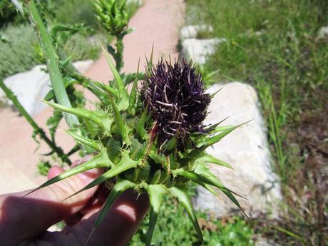 France - Fleurs du Midi - 2