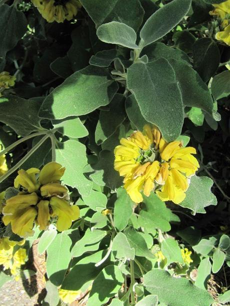 France - Fleurs du Midi - 2