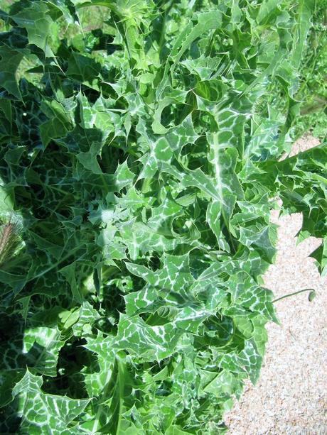 France - Fleurs du Midi - 2