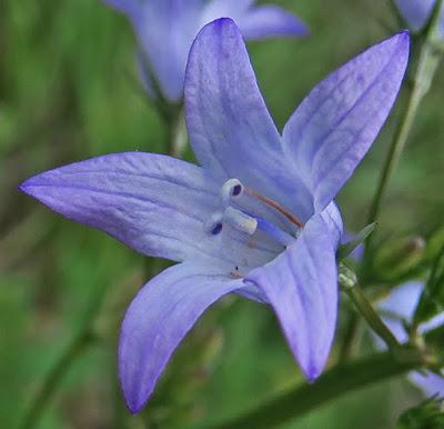 Campanule raiponce (Campanula rapunculus)