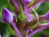 Orchis moucheron (Gymnadenia conopsea)