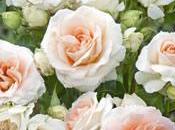 roses Lyon musée Gadagne