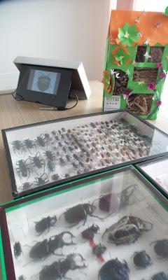 installations d'insectes pour les 27 Animations organisées par Véronique à  la bib