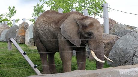 #DinoZoo - Le Zoo de Granby se transforme en parc Jurassique...