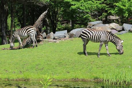 #DinoZoo - Le Zoo de Granby se transforme en parc Jurassique...
