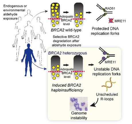 ALDÉHYDES : Comment l'exposition au quotidien peut déclencher le cancer – Cell