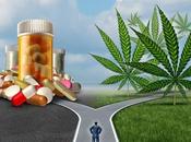 STRESS cannabis, peut-être, mais trop Drug Alcohol Dependence