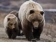 Non à la chasse aux ours et loups ainsi que leurs bébés en Alaska !