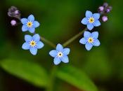 myosotis...