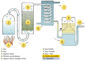 Procede-de-distillation-huile-essentielle-hydrolat