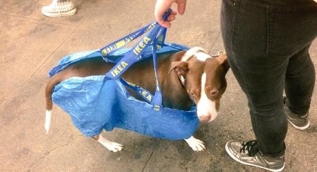 A NY, les chiens sont interdits de métro, sauf s'ils tiennent dans un sac !