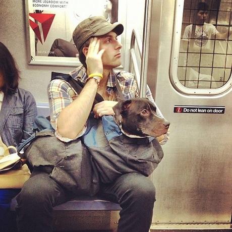 A NY, les chiens sont interdits de métro, sauf s'ils tiennent dans un sac !