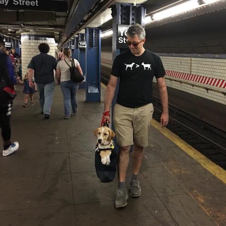 A NY, les chiens sont interdits de métro, sauf s'ils tiennent dans un sac !