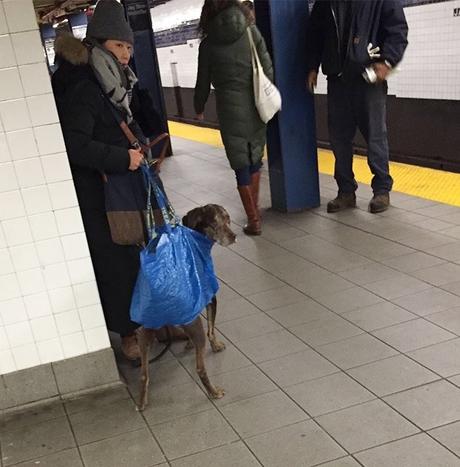 A NY, les chiens sont interdits de métro, sauf s'ils tiennent dans un sac !