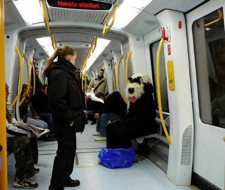 A NY, les chiens sont interdits de métro, sauf s'ils tiennent dans un sac !