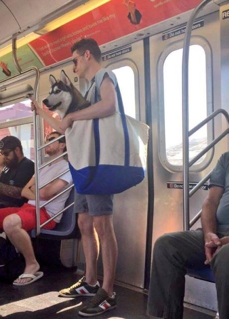 A NY, les chiens sont interdits de métro, sauf s'ils tiennent dans un sac !