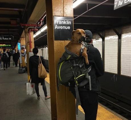 A NY, les chiens sont interdits de métro, sauf s'ils tiennent dans un sac !