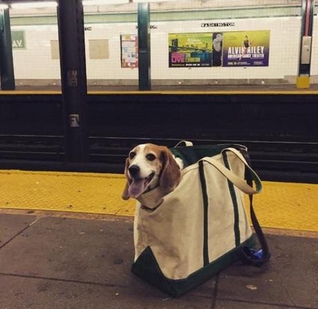 A NY, les chiens sont interdits de métro, sauf s'ils tiennent dans un sac !