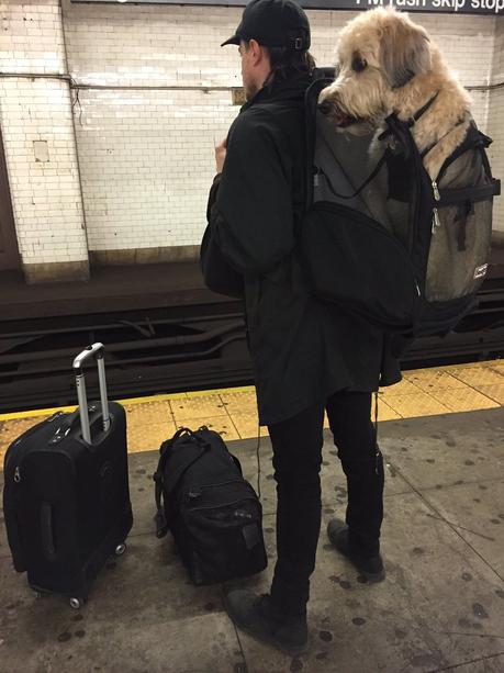 A NY, les chiens sont interdits de métro, sauf s'ils tiennent dans un sac !