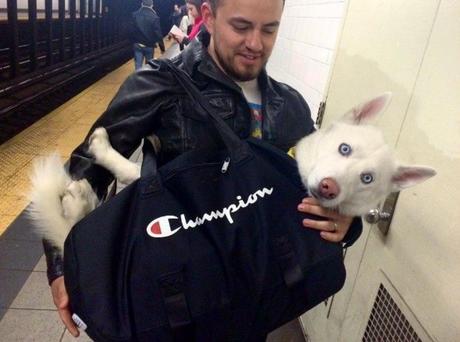 A NY, les chiens sont interdits de métro, sauf s'ils tiennent dans un sac !