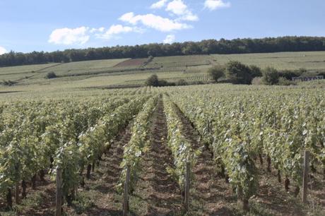 Balade en Corton, la vigne pousse et est en fleur