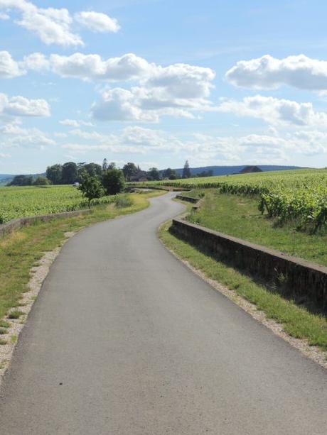 Balade en Corton, la vigne pousse et est en fleur