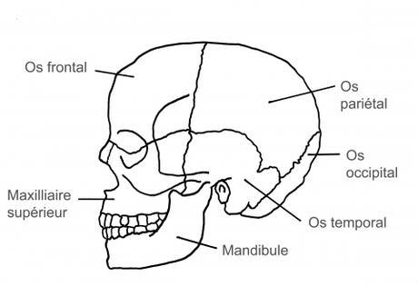 Les os du crâne (ill.9)