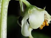 Pyrole feuilles rondes (Pyrola rotundifolia)
