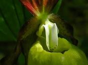 Sabot Vénus (Cypripedium calceolus)