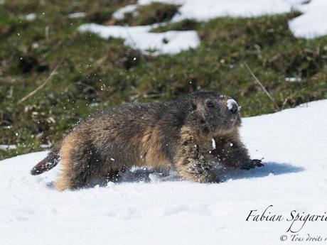 Marmotte des crêtes du Jura qui traverse une bande de neige au pas de courses pour rejoindre son terrier.