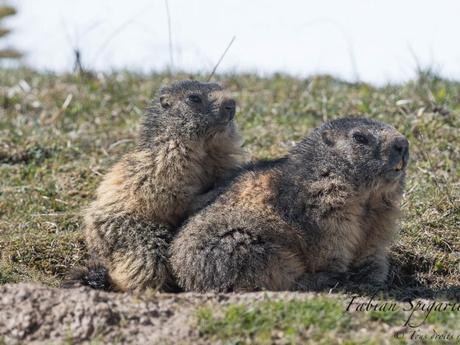 Moment de complicité près du terrier entre une jeune marmotte des crêtes du Jura et sa maman.