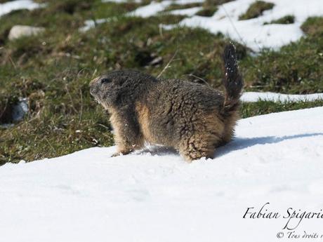 Marmotte des crêtes du Jura s'ébattant dans la neige du printemps.
