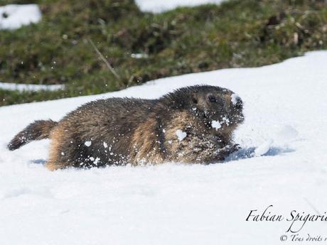 Alertée par les sifflements d'une congénère, cette marmotte des crêtes du Jura s'empresse de rejoindre son terrier en traversant une bande de neige.
