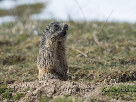 Inquiétée par la présence d'une buse au loin, cette jeune marmotte des crêtes du Jura siffle le rappel des troupes.