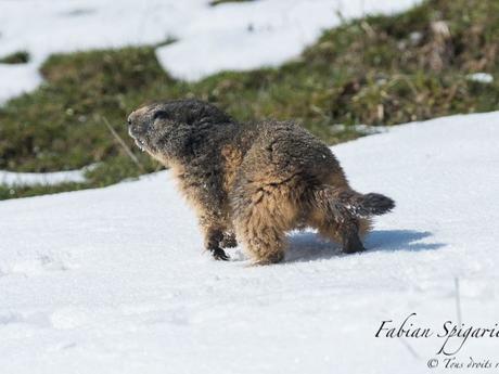 Prudente, cette marmotte des crêtes du Jura traverse une plaque de neige pour rejoindre un champ de délicieux crocus.