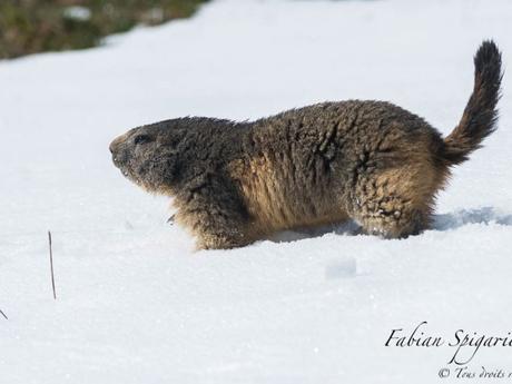 Premiers pas printaniers dans la neige pour cette marmotte des crêtes du Jura.