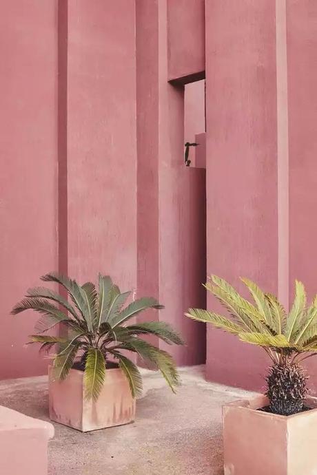 Mur rose pour plantes vertes