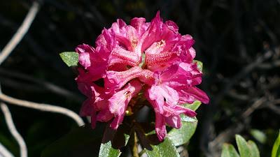 Alpenrose / La rose des Alpes