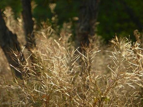 Suffisante beauté !