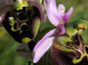 Ophrys bourdon (Ophrys fuciflora)