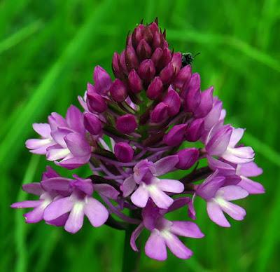 Orchis pyramidal (Anacamptis pyramidalis)