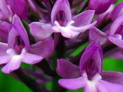 Orchis pyramidal (Anacamptis pyramidalis)