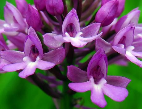 Orchis pyramidal (Anacamptis pyramidalis)