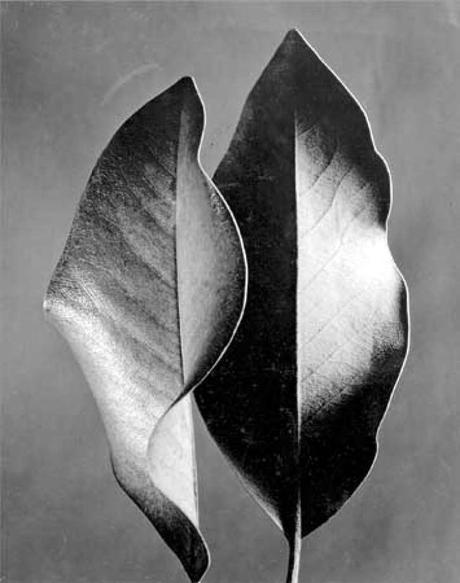 Ruth Bernhard, Two Leaves, 1952 