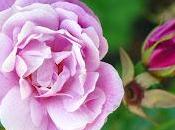 Starnbergersee: roses l'île (Roseninsel). photographies