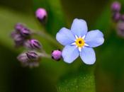 Myosotis...