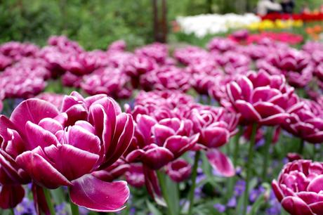 Les tulipes de Keukenof