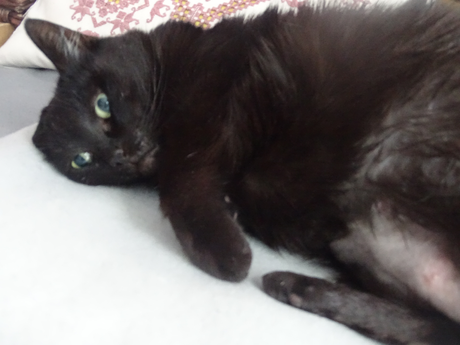 Noiraud va bien ! Noiraud va bien !