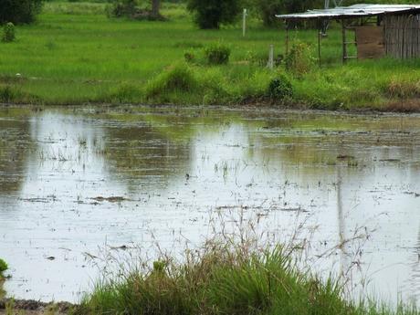 18 juin 2017: Udonthani, la plantation du riz.